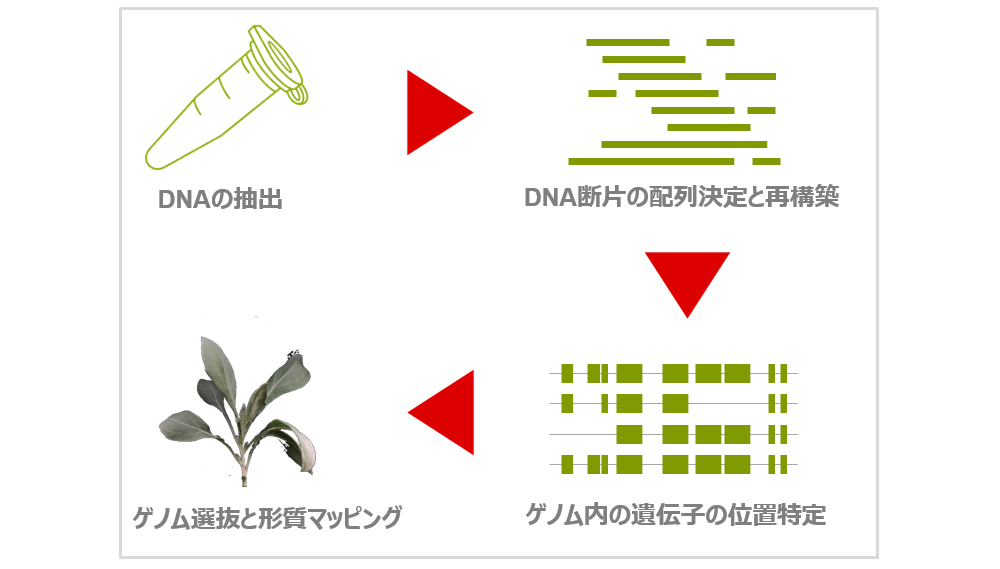 グアユールのゲノム解析：ＤＮＡ配列解析～品種改良までのイメージ