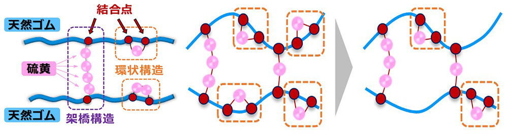 硫黄と天然ゴムの結合イメージ㊧と環状構造の発生コントロールイメージ